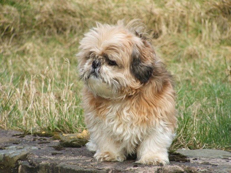 Aggressive store shih tzu