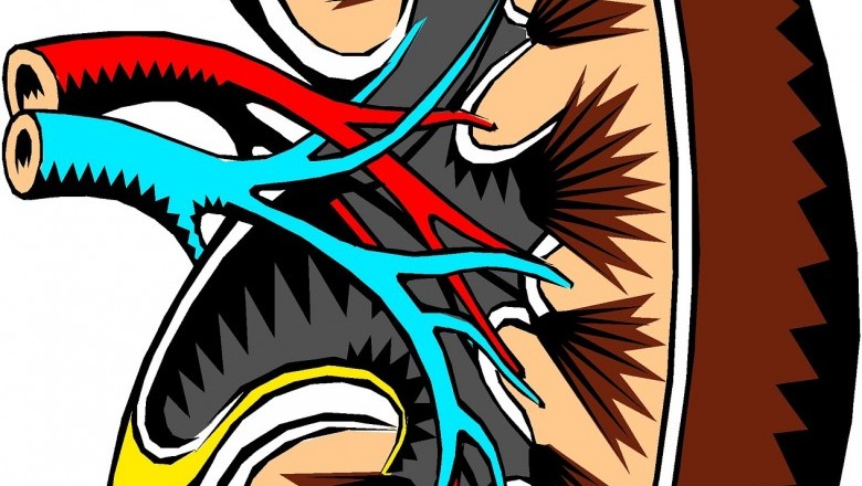 Cleaning Your Kidney 