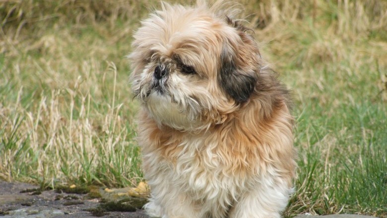 Shih store poo aggressive