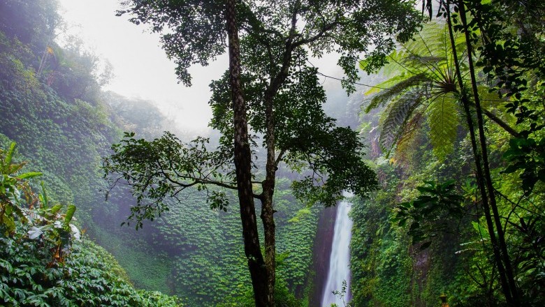 Ways to Save the Rainforest