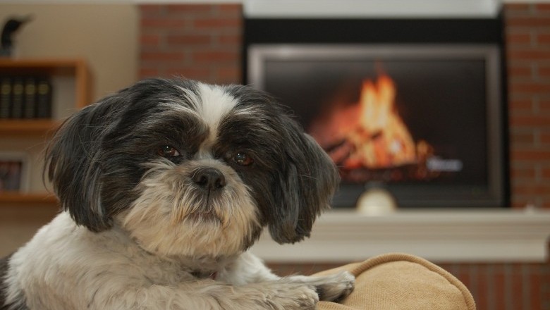 Shih Tzu – Tricks And Tools Of Shih Tzu Grooming