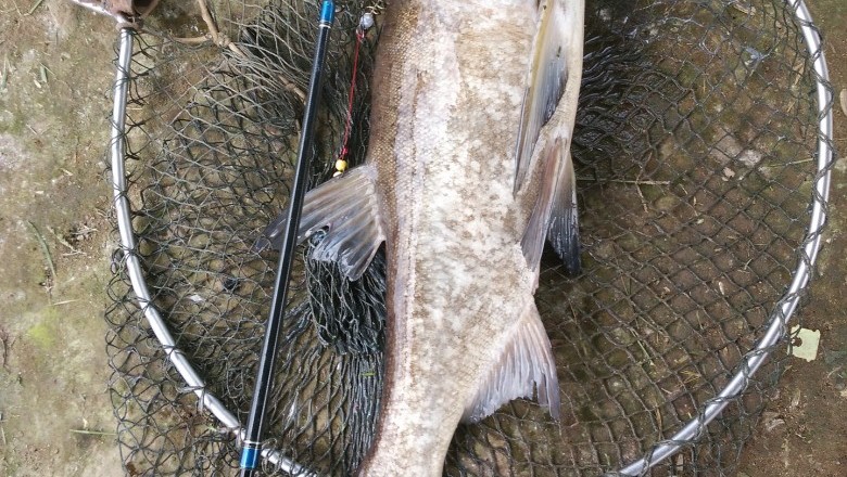 Homemade Carp Bait Recipes For Fishing Beginners!