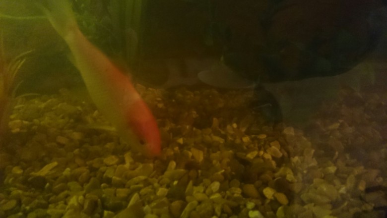 HOMEMADE CARP BAIT SECRETS  Uses of Enzymes, Bacteria, Fermentation and Bait Curing Technique